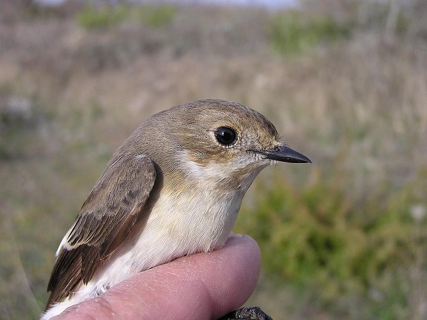 European Pied Flycatcher, Sundre 20050512